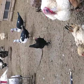INDUKLAR