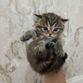 шотландский котенок
