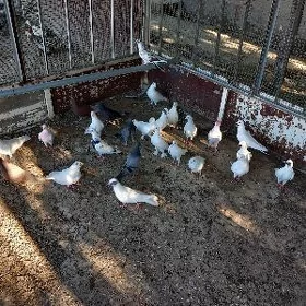 Kepderi 