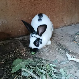 tovson