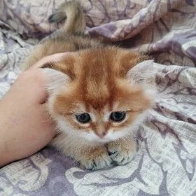 шотландские котята