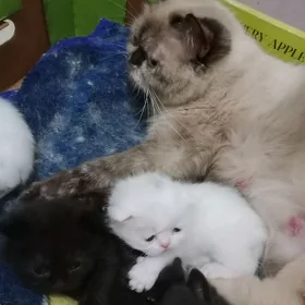 Котята
