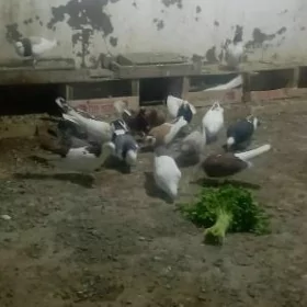 KEPDERI