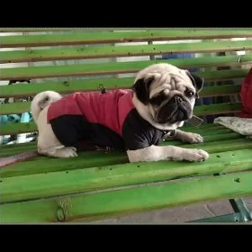 mops
