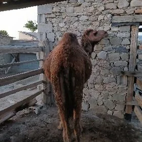 Ogşuk