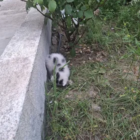 Pişik çagalary