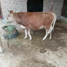 tüwe