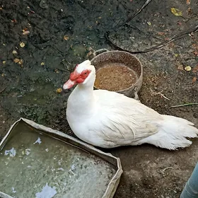 Erkek ördek