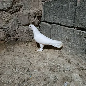 kepderi.