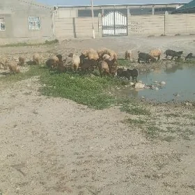 īşek