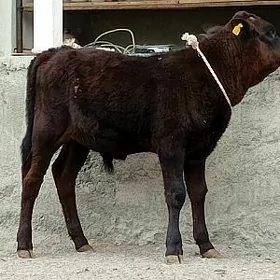 Öküz Tüwe Göle