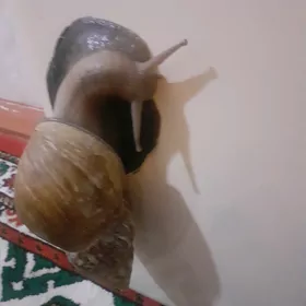 2 BALYKGULAK