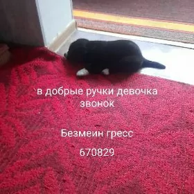 щенок