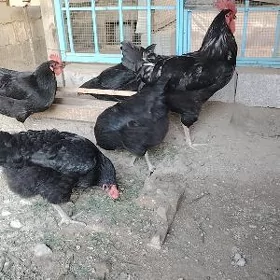 Jersi Gigant Джерси Гигант