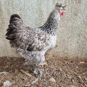 brama towyk