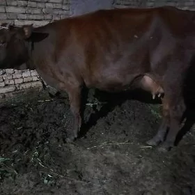 goleli sygyr