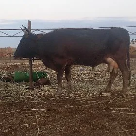 göleli.