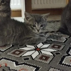 pişik