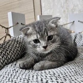 котята