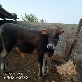 öküz