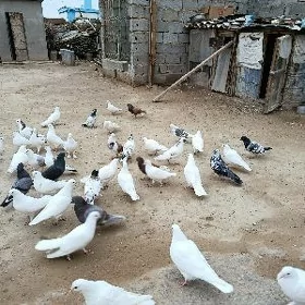 kepderi