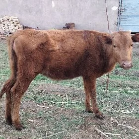  gulajyn gole