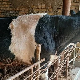 ОКУЗ ГАЛЬШТЕЙИН