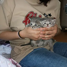 отдам кошку