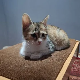 КОТЁНОК ДЕВОЧКА