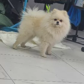 померанский шпиц мишка