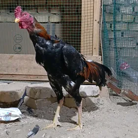 horaz