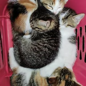 Котята