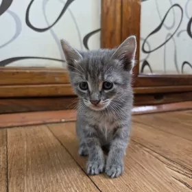 котенок