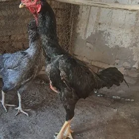 хораз