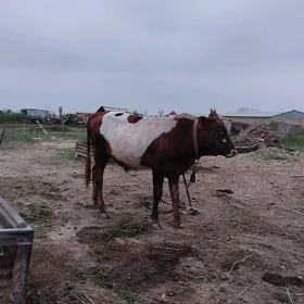 öküz
