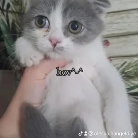 Шотландские котята hov^-^