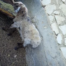 Goç