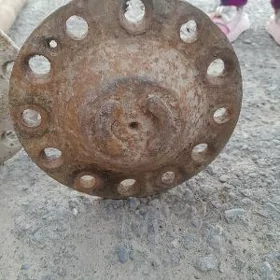 Zil palawos kiçi
