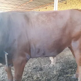 BAKYLAN ÖKÜZ