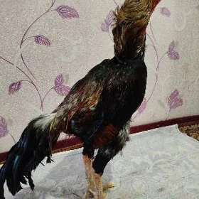 horaz