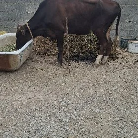 Gysyr sygyr