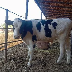 galisteyin öküzçe