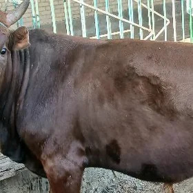 ÖZÜZ
