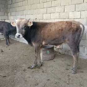 2 öküz
