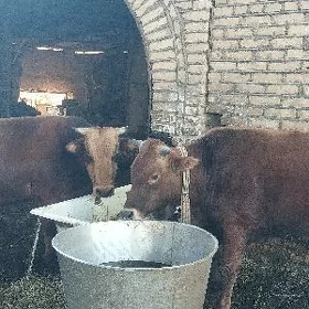 Öküz
