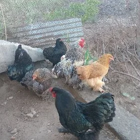 brama towuk horaz arginal