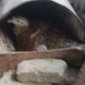 kürk owgan induk