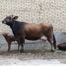 arginal svet saglyk