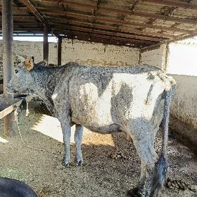 Goleli Sygyr