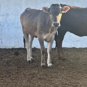 6 SANY  ŞIVET TÜWELER